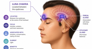 Diagram showing the Ajna Chakra located between the eyebrows on a human profile.