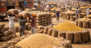 Farmers unloading wheat and mustard sacks at a busy Indian grain mandi during the 2026 Rabi harvest season.