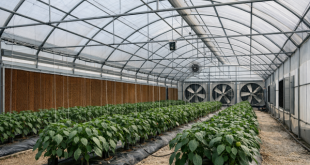 Modern hi-tech polyhouse structure in Uttar Pradesh with fan and pad cooling system for climate-controlled vegetable farming.