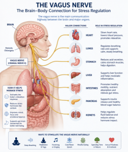 Diagram showing the Vagus nerve connecting the brain to major organs for stress regulation. 