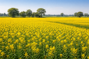 Vast fields of bright yellow mustard flowers blooming under a clear blue sky in Haryana.