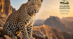 Close-up of an Arabian leopard sitting majestically on a rocky outcrop, highlighting wildlife conservation efforts in the Middle East.