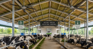 A well-ventilated, modern dairy barn featuring elevated grass-insulated roofing and active industrial ceiling fans keeping cows cool during summer.