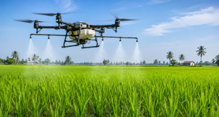 An agricultural drone spraying liquid fertilizer precisely over a lush green paddy field under a clear blue sky.