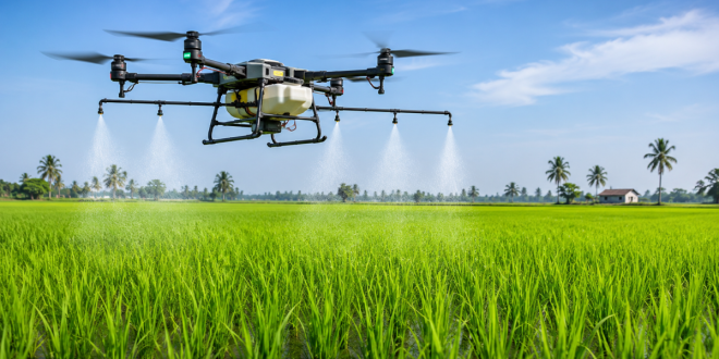 An agricultural drone spraying liquid fertilizer precisely over a lush green paddy field under a clear blue sky.