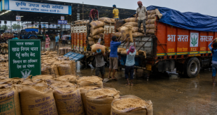 A busy Indian wholesale agricultural mandi showing bags of freshly harvested wheat grain being loaded onto trucks for government procurement during the monsoon season.