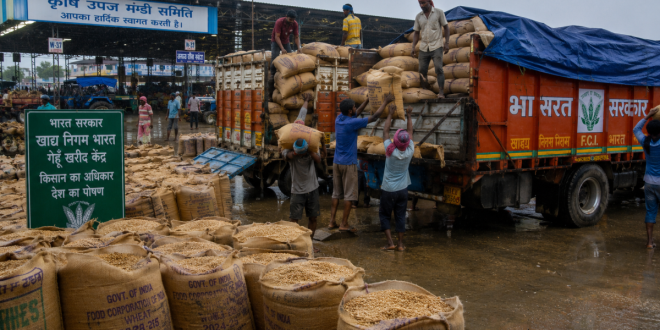 A busy Indian wholesale agricultural mandi showing bags of freshly harvested wheat grain being loaded onto trucks for government procurement during the monsoon season.