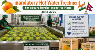 Fresh Indian mangoes undergo mandatory Hot Water Treatment for secure border export to Nepal in June 2026.