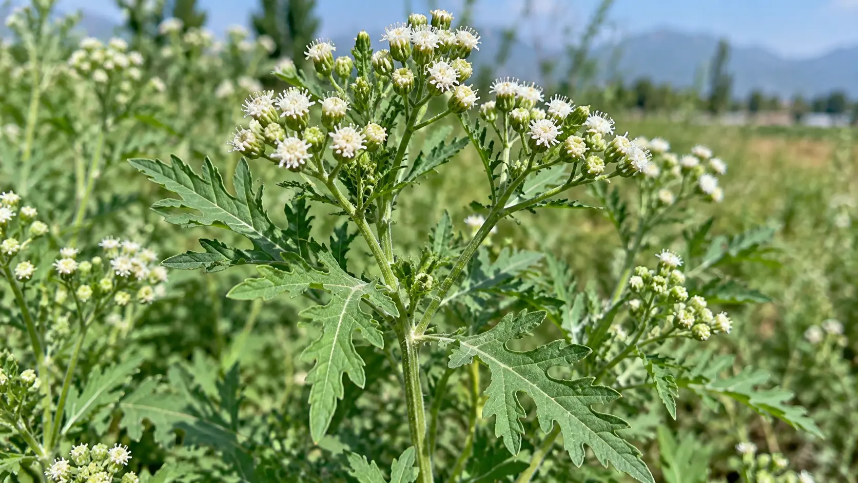 Close-up view of Parthenium hysterophorus showing deeply lobed green leaves and small white flower heads.